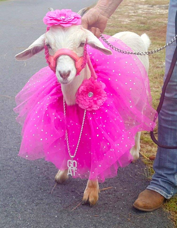 So cute: Goat in a pink tutu!